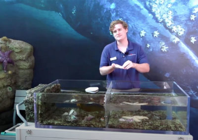 House for Hermit Crab Virtual Learning