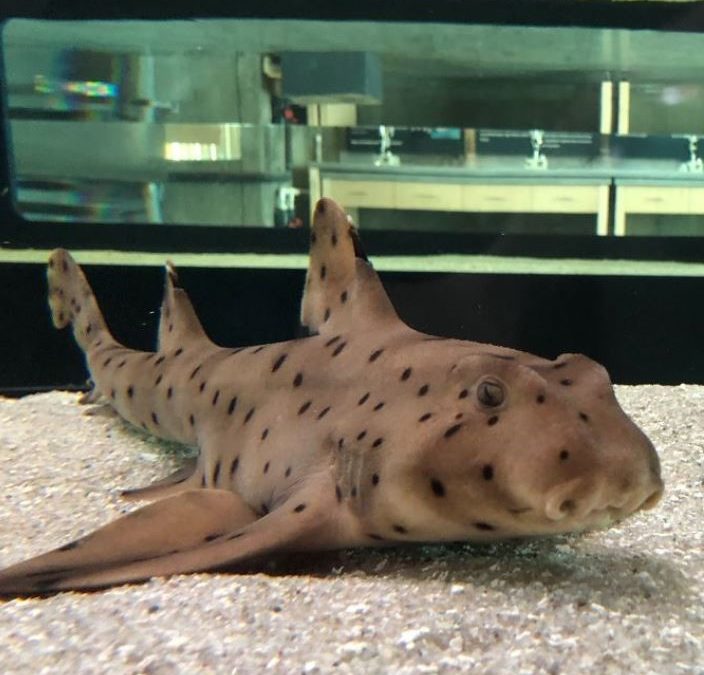 Smiley Shark Virtual Learning