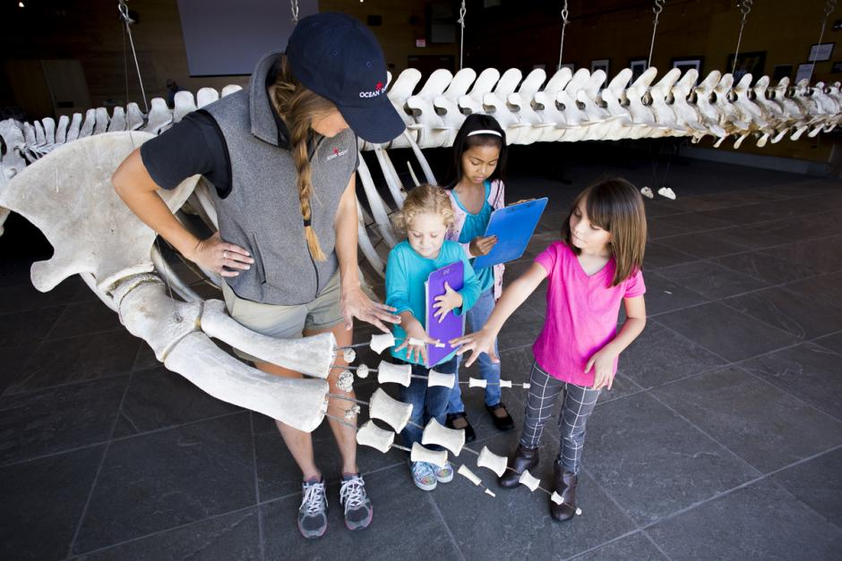 Marine Mammals Virtual Learning