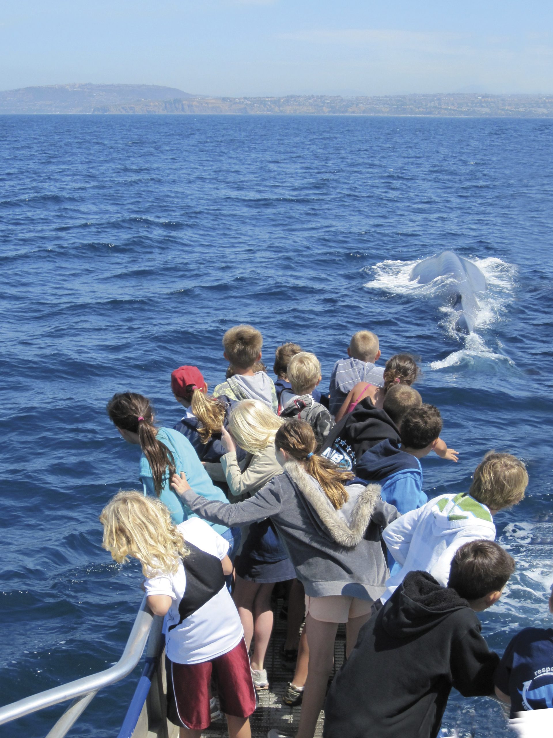 Copy of ocean-institute-field-trip-blue-whale (1)